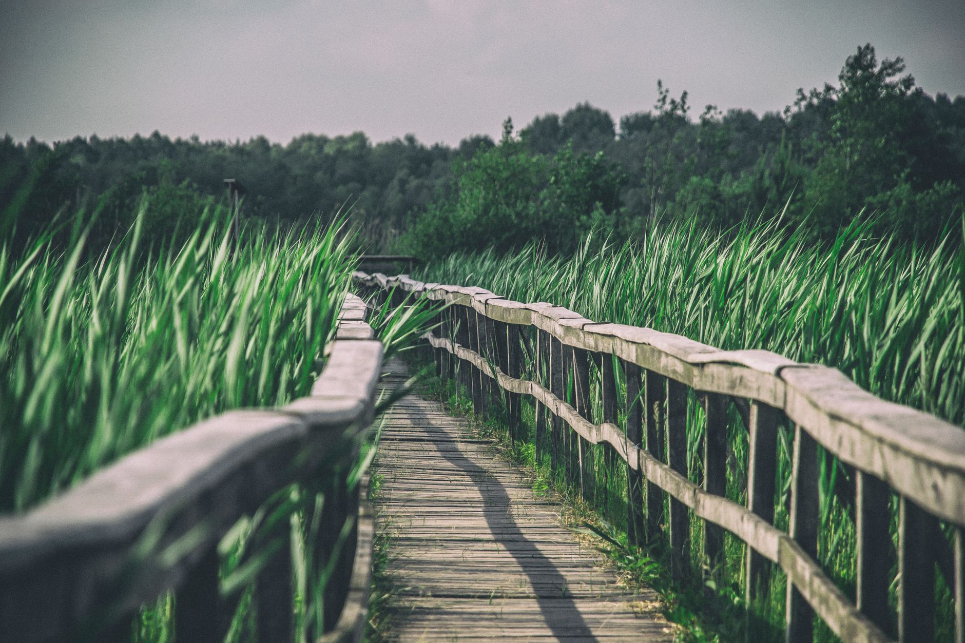 A scenic wooden bridge meanders through lush green grasses in rural Lubelskie, Poland.